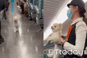 飼主睡著！博美「高鐵車廂逛大街」車長逮補 網萌爆：罰嚕10下