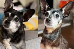 老犬去世家人領養「一模一樣複製狗」 驗DNA超驚喜：牠們是父子
