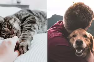 研究量化「養寵物好處」 幸福感等同「加薪300萬」 研究量化「養寵物好處」 幸福感等同「加薪300萬」