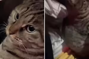 她去釣魚「意外釣回一隻貓」　上鉤過程羨煞眾人