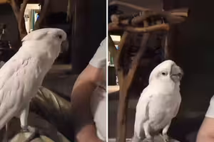 摯友貓咪過世！鸚鵡聽噩耗「突抬頭問1句」　主人瞬間落淚