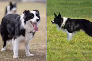 送邊牧去寵物日托「第一天就被退學」　老師愣：把同學當羊牧