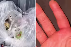 放生2隻受困黃蜂「以為做好事」！女子慘「遭整群狂螫」悲劇了