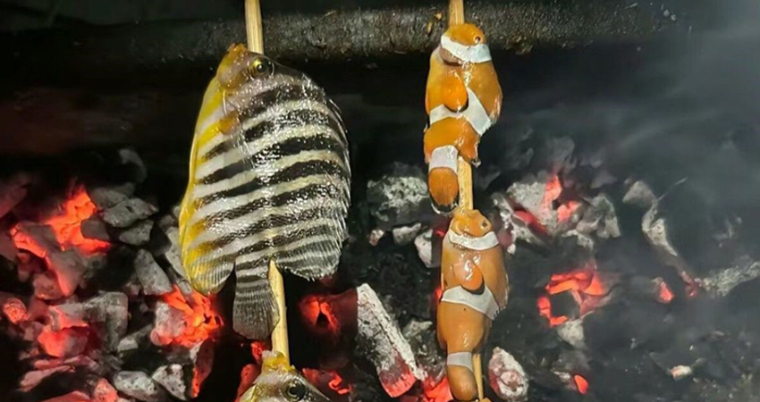 「串烤小丑魚」爆紅！料理手法曝光　網讚：大人小孩都愛吃