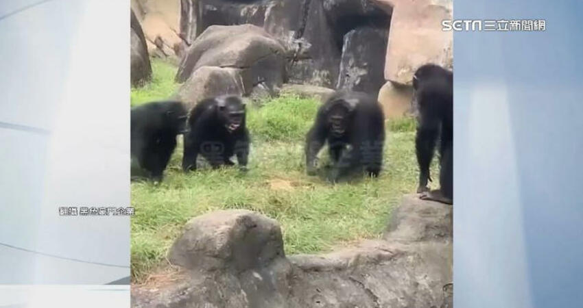 魂斷壽山動物園！黑猩猩虐殺獼猴「甩屍撞地爛了」死透才扔…園方急回應
