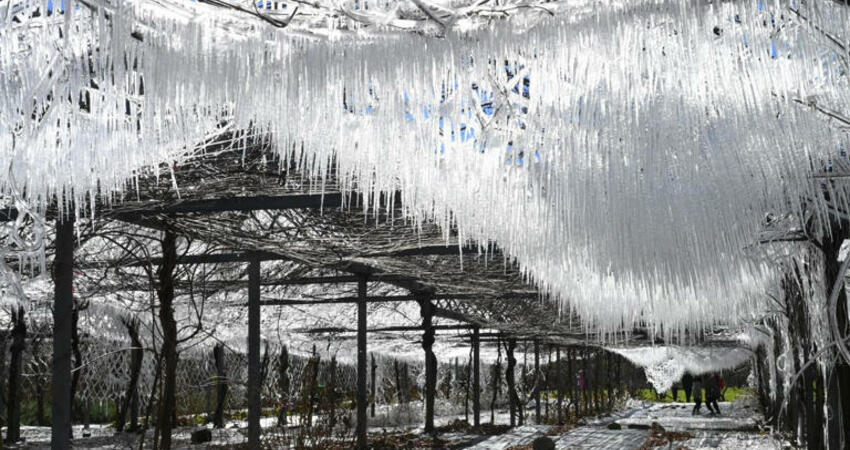 太夢幻！武陵農場藤花園冰晶宮 ，垂降雪白冰柱宛如進入《冰雪奇緣》場景