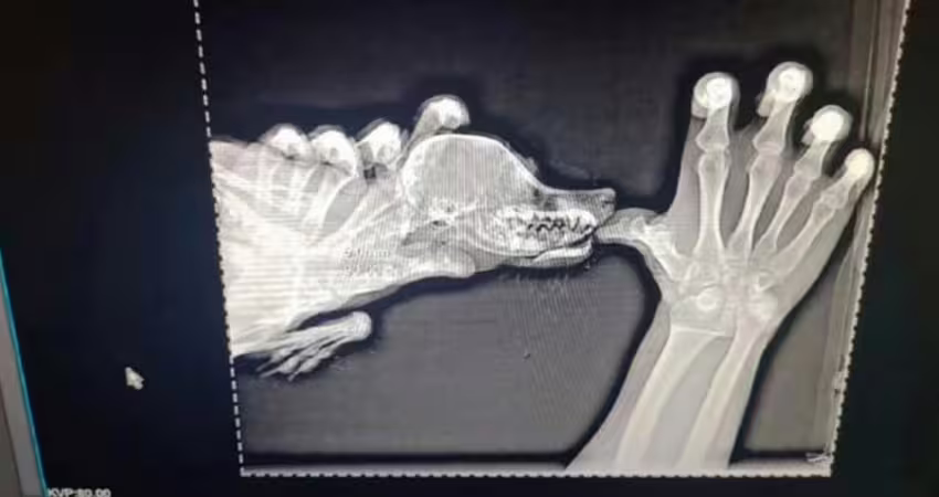 主人把狗狗送去結紮　「獸醫含淚告狀被咬」一看X光笑了