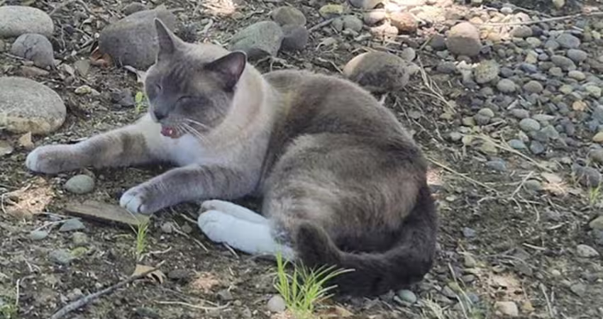 貓咪走丟！2個月「跑1200公里回家」飼主哭：一直往家走