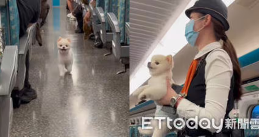 飼主睡著！博美「高鐵車廂逛大街」車長逮補 網萌爆：罰嚕10下