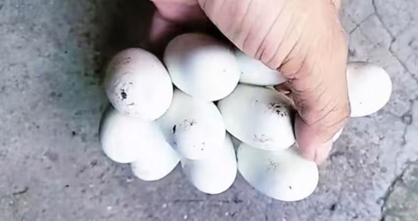 撿到一串「黏起來的蛋」　他興奮想加菜！內行急勸：快搬家