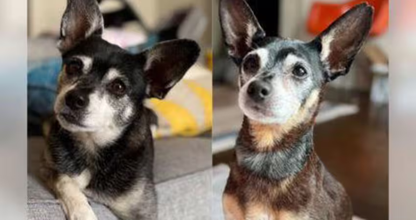 老犬去世家人領養「一模一樣複製狗」 驗DNA超驚喜：牠們是父子