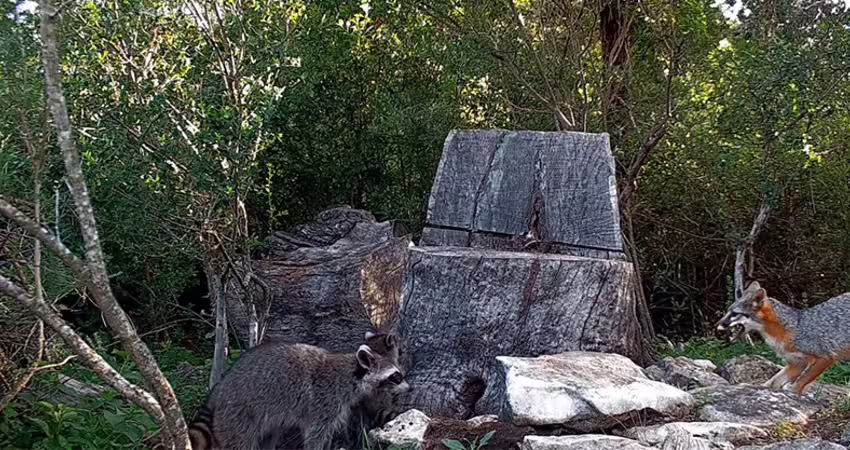 影／超瘋浣熊媽「把狐狸窩當托兒所」　小浣熊進去12小時…狐狸全家大驚