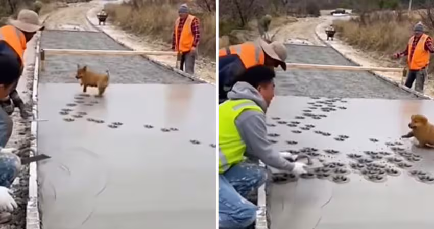 影／鋪路施工「狗狗闖入亂跳」　水泥蓋滿小腳印！工人反應揭曉