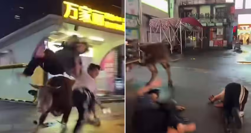 批發市場黃牛走失　路人被撞飛！肇事牛下場曝