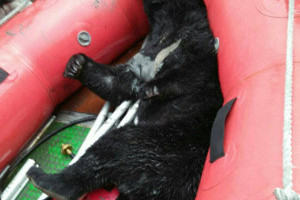 花蓮河床發現台灣黑熊遺體 初步判定溺斃