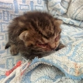 男子撿到一隻出生不久就「滿臉鮮血」的可憐貓，8個月後嚇死人啦！