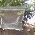 阿公把銅板放在「裝滿水的透明袋子」掛在後院，沒想到奇跡發生了！ 