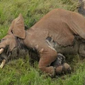 非洲罕見長牙象慘遭毒殺，如今只剩十位數數量…想不到間接的幫兇是這些人！