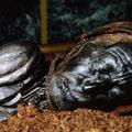 丹麥展出泥塘中保存「超過2000年木乃伊」皮膚毛髮清晰可見，死因讓人驚恐！