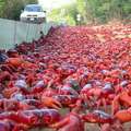 這座小島每年都會遭到「紅色怪獸」入侵，壯觀的畫面每年都吸引了大批遊客圍觀！ 