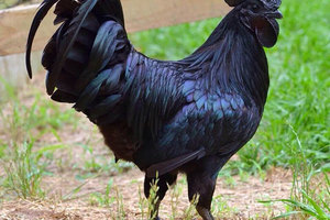 這隻黑到發光的「雞界黑寶石」一隻竟要價7萬！內臟骨頭全黑唯獨「這裡」不是黑的.... 