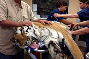 這隻老虎半個月都吃不下東西，沒想到當人們切開牠的肚子，竟然發現了「恐怖的真相」！！
