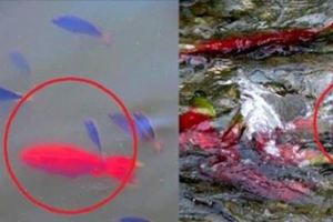 河邊玩水時如果發現「這個紅魚」，千萬不要靠近，馬上遠離水邊，否則...。【一次水鬼拉替身的慘痛經歷，讓我從此改變世界觀】