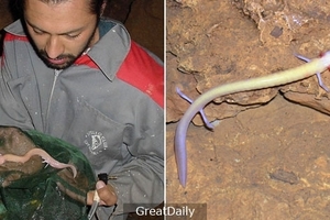 外國男子在山洞找到「中國龍的幼崽」以為是大發現，沒想到原來竟然是另一種生物！