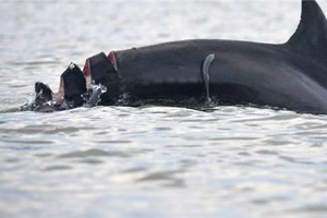 慘遭船隻螺旋槳割傷的海豚尾鰭皮開肉綻，但經過一年後當初的傷口卻成了牠的正字標記！ 