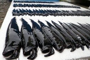 日本海岸突然出現很多「黑色怪魚」，漁夫抓起其中一條，沒想到牠的嘴巴里竟然有······