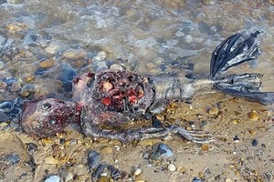 英國海灘驚現人形頭部、魚尾下肢，疑似美人魚的不明生物屍體！