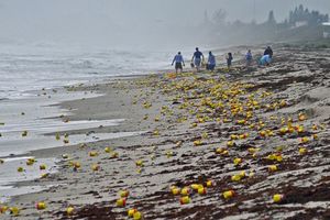 沙灘上散落許多奇怪的「黃色罐子」，卻引得附近居民瘋狂撿拾！原來那是....怪不得啦！