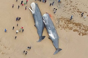 這13隻抹香鯨同時死在海灘讓人超不解，沒想到解剖後才在他們胃部發現「地球快被人類摧毀」的真相…