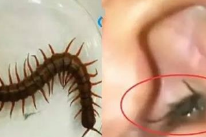嚇死人！蜈蚣竟躲在女孩築巢，只因床邊放了這個東西！這個習慣其實很多人都有……太可怕了！！