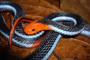 這條蛇雖然很美，但看到時請快點閃開！因為被牠咬到就像活在地獄般可怕... 
