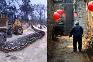 村裡抓到一條巨蛇，三婆跪求村民放了牠，十年後蛇化蛟，送她的魂兒回家！