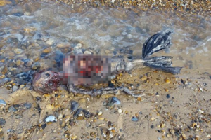 震驚！英國海岸發現「美人魚屍骸」被沖上岸，尾巴經沖刷已腐爛似塑膠袋... 