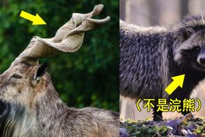 世界上竟然還有這種「奇特動物」！可能一輩子也沒能親眼看過的，來開開眼界吧！