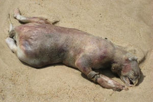 她們在海灘上發現了一個「動物屍體」，但是走近後，所有人都嚇一跳！牠竟然···