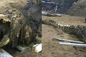 俄羅斯海岸發現的5尺長《神秘海怪骸骨》，事隔8年真面目終於揭開，他竟然是… 