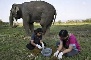 為甚麼他們跟在大象後面瘋狂「撿大便」...原來裡面的「寶物」一公斤能賣六萬塊，撿到就發了！