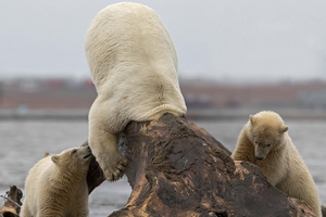 一隻北極熊頭伸到一塊巨大怪物里，旁邊兩隻幼崽發出煩躁的低嚎聲，沒想到那怪物竟是。。。。
