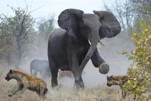 母愛的力量：一群斑鬣狗試圖獵殺一頭小象，發狠母象惡鬥兇殘鬣狗群！