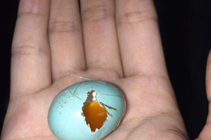 網友在陽台撿到一顆「水藍色的蛋」原以為是被染色了，結果一查才發現...竟是「台灣特有種」！