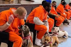 美國一所監獄，把難馴服的惡犬交給重刑犯，最後竟然變成……