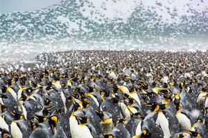 25萬隻帝企鵝齊聚南極海灘，場面真的是超級震撼！！！ 