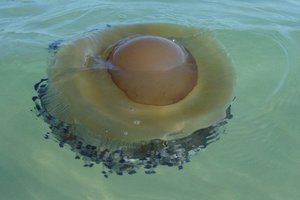一對情侶在愛琴海潛水發現“巨大荷包蛋”把它撈上岸，當地居民告訴他們這是…嚇得拔腿快跑！