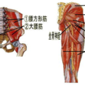 屁股兩側這樣按，有效減緩「坐骨神經痛」！3分鐘「穴道按摩法」，打通下半身經絡自己來