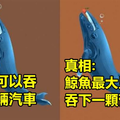 12個大家還沒發現「這幾年來誤會大了！」的動物行為真相，原來變色龍改變顏色并不是為了周圍環境…