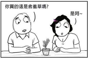 買了含羞草可是它怎麼都不害羞？女友「一句話」點出關鍵所在！嘿嘿．．．